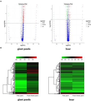 Comparative Analysis of piRNA Profiles Helps to Elucidate Cryoinjury Between Giant Panda and Boar Sperm During Cryopreservation